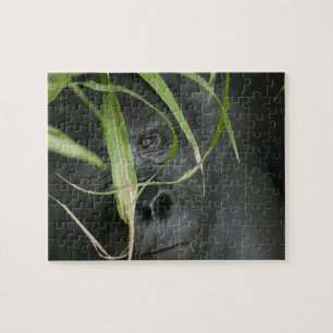 Afrika, Uganda, Bwindi