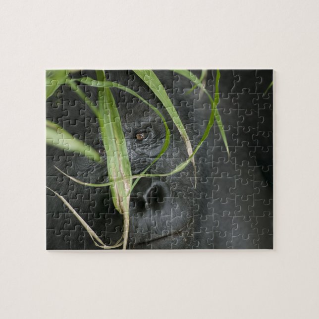Afrika, Uganda, Bwindi (Horizontal)
