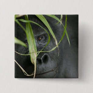 Afrika, Uganda, Bwindi Button