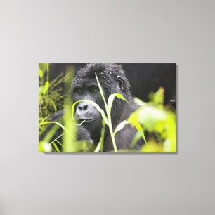 Afrika Uganda, Bwindi Leinwanddruck