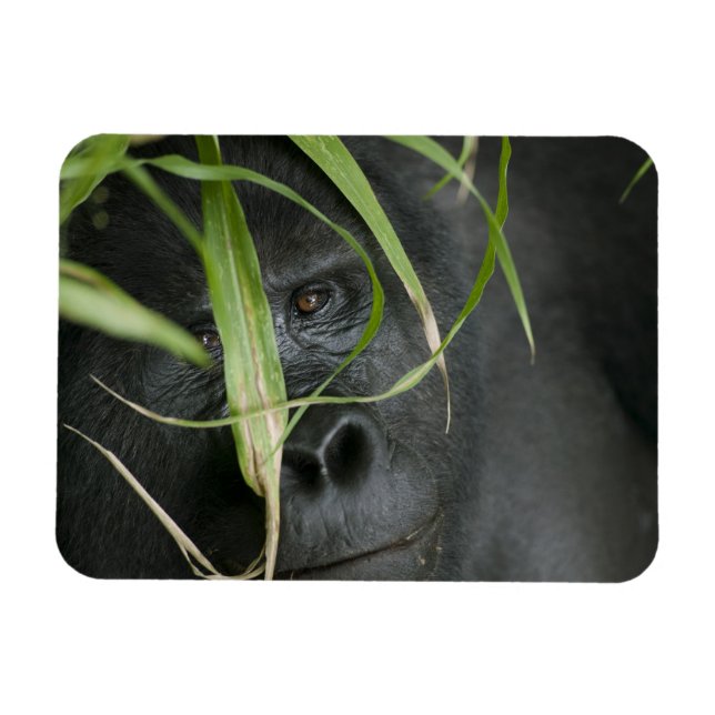 Afrika, Uganda, Bwindi Magnet (Horizontal)