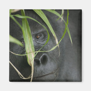 Afrika, Uganda, Bwindi Magnet