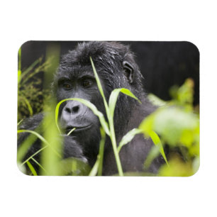 Afrika Uganda, Bwindi Magnet