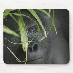 Afrika, Uganda, Bwindi Mousepad