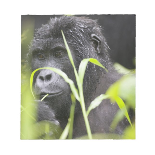 Afrika Uganda, Bwindi Notizblock (Vorderseite)