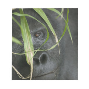 Afrika, Uganda, Bwindi Notizblock