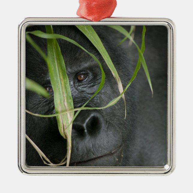 Afrika, Uganda, Bwindi Ornament Aus Metall (Vorne)