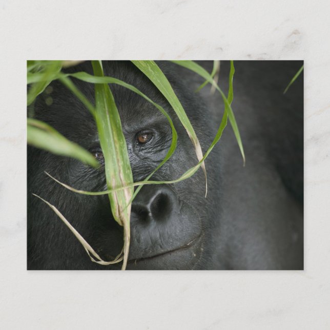 Afrika, Uganda, Bwindi Postkarte (Vorderseite)