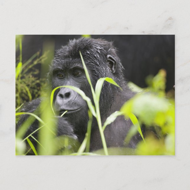 Afrika Uganda, Bwindi Postkarte (Vorderseite)