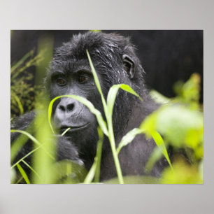 Afrika, Uganda, Bwindi, undurchdringlich, national Poster