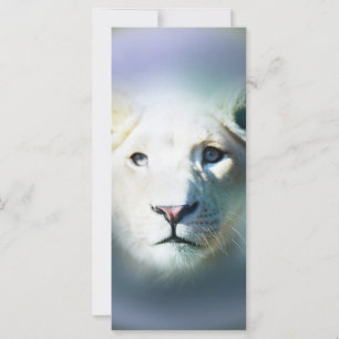 Afrika White Lion Blue Eyes