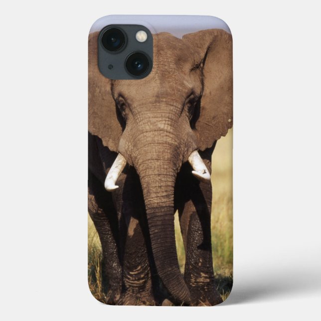 Afrikaner-Bush-Elefant Case-Mate iPhone Hülle (Rückseite)