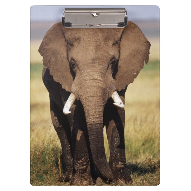 Afrikaner-Bush-Elefant Klemmbrett (Vorderseite)