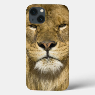 Afrikanerbarbary-Löwe, Panthera Löwe Löwe, ein von title_seo2