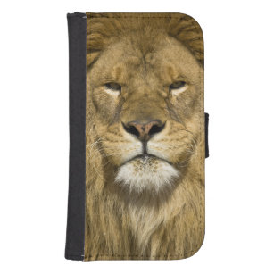 Afrikanerbarbary-Löwe, Panthera Löwe Löwe, ein von Phone Geldbeutel