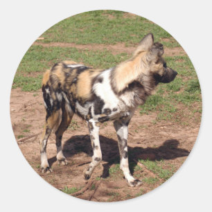afrikanisch-wild-dog-003 runder aufkleber