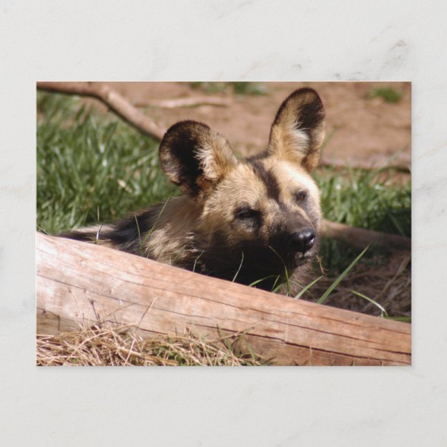 afrikanisch-wild-dog-012 postkarte (Vorderseite)