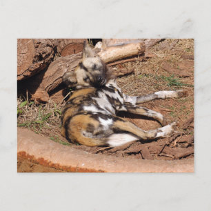 afrikanisch-wild-dog-019 postkarte