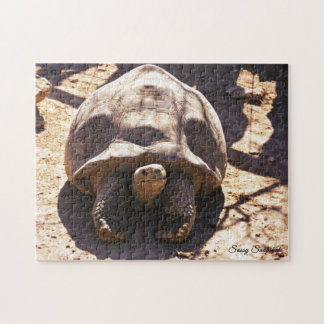 Afrikanische angetriebene Schildkröte
