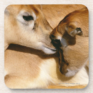 Afrikanische Antilope und Kitz Untersetzer