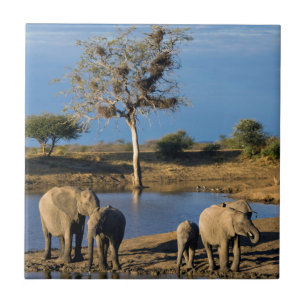 Afrikanische Busch-Elefanten (Loxodonta Africana) Fliese
