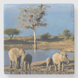 Afrikanische Bush-Elefanten (Loxodonta Africana) Steinuntersetzer