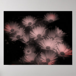 Afrikanische Daisy-Blume im hohen Kontrast Poster
