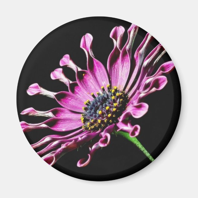 Afrikanische Daisy-Blume Magnet (Vorne)