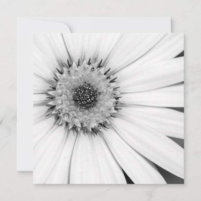 Afrikanische Daisy Monochrome Floral Karte (Vorderseite)
