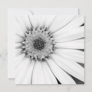 Afrikanische Daisy Monochrome Floral Karte
