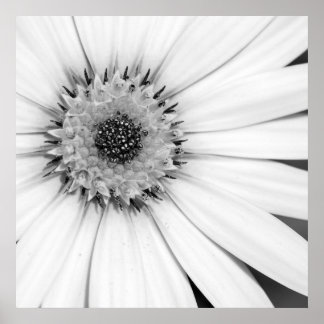 Afrikanische Daisy Monochrome Floral Poster