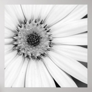 Afrikanische Daisy Monochrome Floral Poster