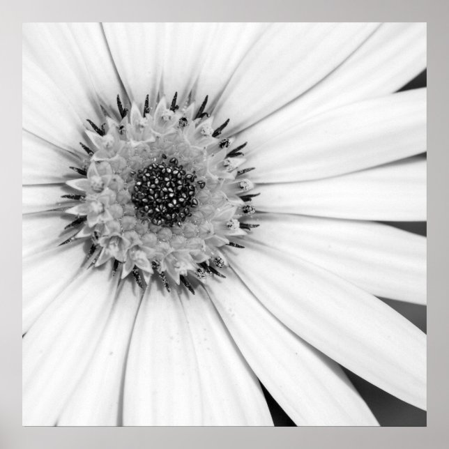 Afrikanische Daisy Monochrome Floral Poster (Vorne)