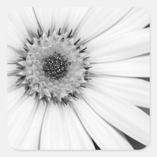 Afrikanische Daisy Monochrome Floral Quadratischer Aufkleber