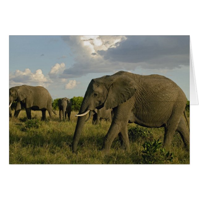 Afrikanische Elefanten, die weiden, Loxodonta afri (Vorderseite (Horizontal))