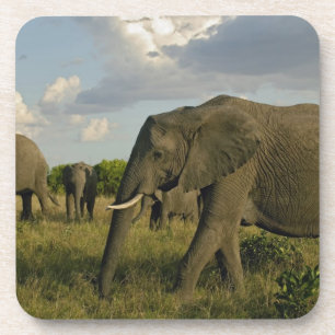 Afrikanische Elefanten, die weiden, Loxodonta afri Untersetzer