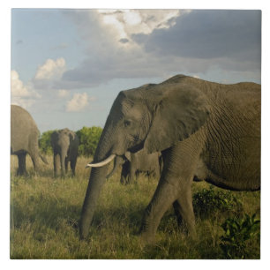 Afrikanische Elefanten grasen, Loxodonta africana, Fliese