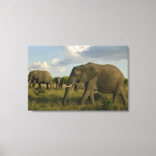 Afrikanische Elefanten grasen, Loxodonta africana, Leinwanddruck