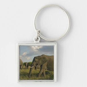 Afrikanische Elefanten grasen, Loxodonta africana, Schlüsselanhänger
