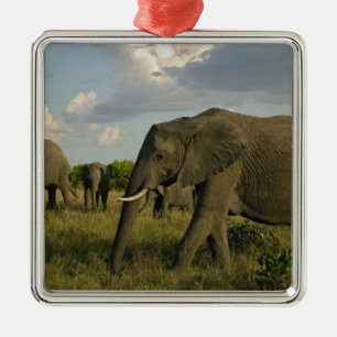 Afrikanische Elefanten grasen, Loxodonta africana, Silbernes Ornament