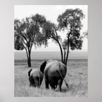 Afrikanische Elefanten im Masai Mara, Kenia