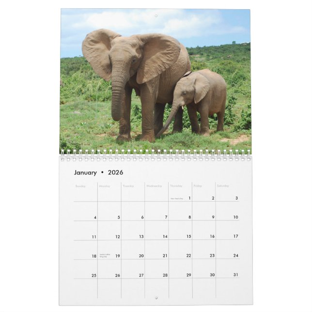 Afrikanische Elefanten in Addo Kalender (Jan 2026)