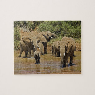 Afrikanische Elefanten, Loxodonta Africana, Sambur