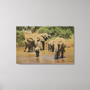 Afrikanische Elefanten, Loxodonta Africana, Sambur Leinwanddruck