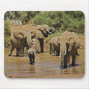 Afrikanische Elefanten, Loxodonta Africana, Sambur Mousepad