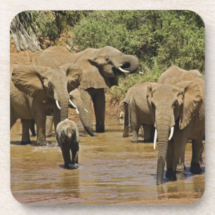 Afrikanische Elefanten, Loxodonta Africana, Sambur Untersetzer