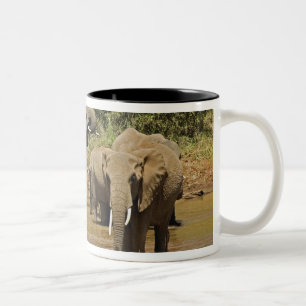 Afrikanische Elefanten, Loxodonta Africana, Sambur Zweifarbige Tasse