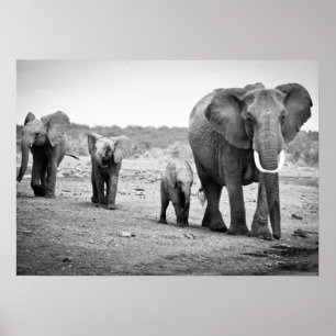 Afrikanische Elefanten und Kälber   Kenia, Afrika Poster