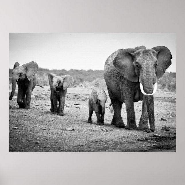 Afrikanische Elefanten und Kälber | Kenia, Afrika Poster (Vorne)