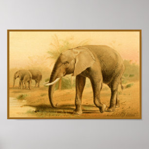 Afrikanische Elefanten Vintage Tierkunst Poster